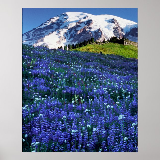 Póster EE. UU., Washington, Parque Nacional Mt. Rainier.  (Frente)
