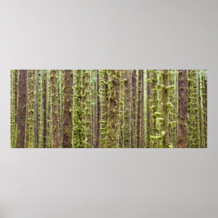 Póster EE. UU., Washington, Parque Nacional Olímpico 4