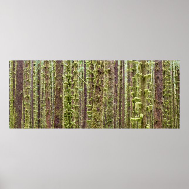 Póster EE. UU., Washington, Parque Nacional Olímpico 4 (Frente)