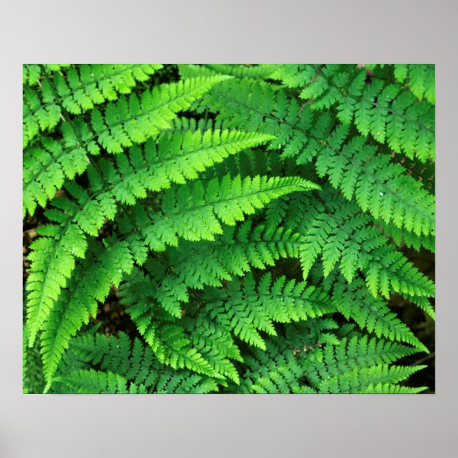 Póster EE. UU., Washington, Parque Nacional Olímpico, Ath (Frente)