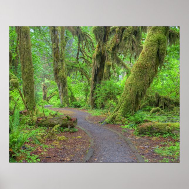 Póster EE. UU., Washington, Parque Nacional Olímpico, Llu (Frente)