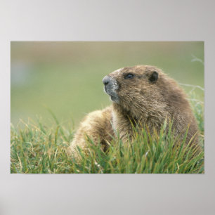 Póster EE. UU., Washington, Parque Nacional Olímpico, Mar