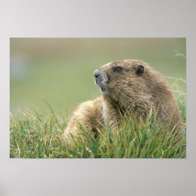 Póster EE. UU., Washington, Parque Nacional Olímpico, Mar (Frente)