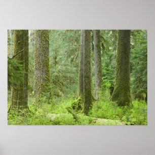 Póster EE. UU., Washington, Parque Nacional Olímpico, Pri