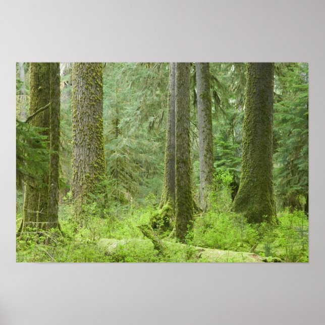 Póster EE. UU., Washington, Parque Nacional Olímpico, Pri (Frente)
