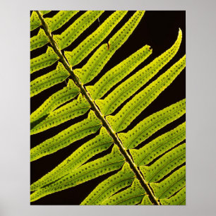Póster EE.UU., Washington, Parque Nacional Olímpico, ret