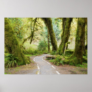 Póster EE.UU., Washington, Parque Nacional Olímpico, Sen