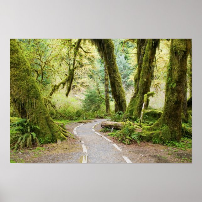 Póster EE. UU., Washington, Parque Nacional Olímpico, Sen (Frente)