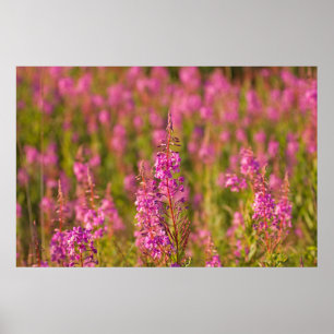 Póster EE.UU., Washington, Seattle, Discovery Park 3