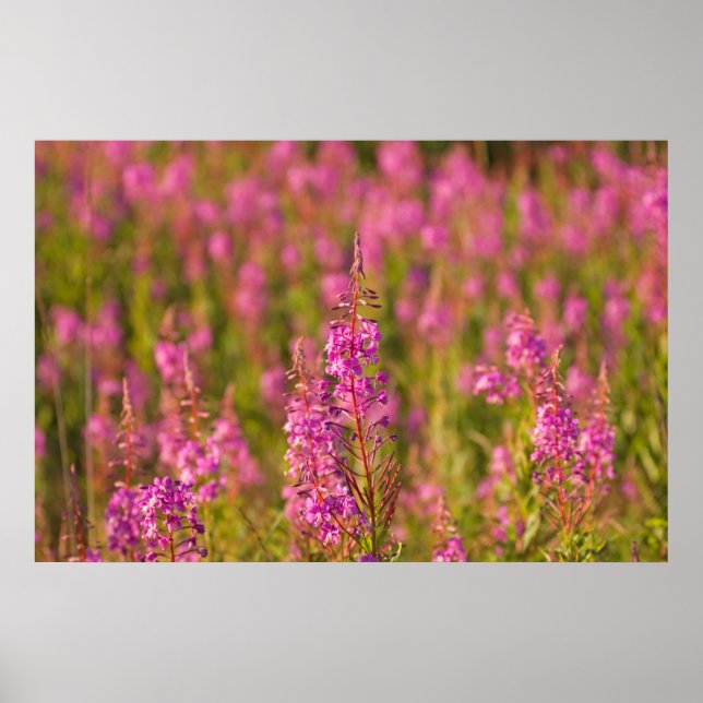 Póster EE.UU., Washington, Seattle, Discovery Park 3 (Frente)