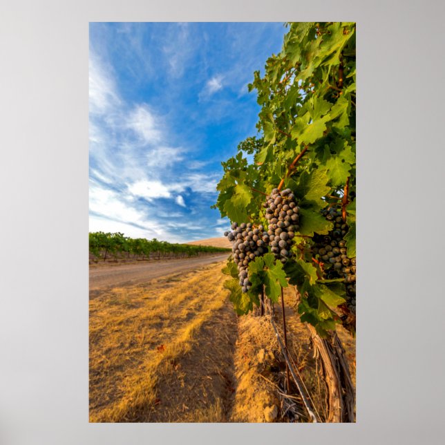 Póster EE.UU., Washington, Valle de Yakima. Merlot Grapes (Frente)