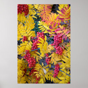 Póster EE.UU., Washington, West Mountain Ash, Okanogan