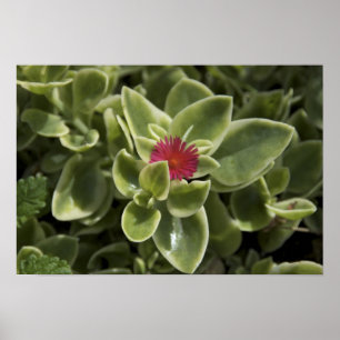 Póster EE. UU., Washington, Woodinville, flor de Sedum