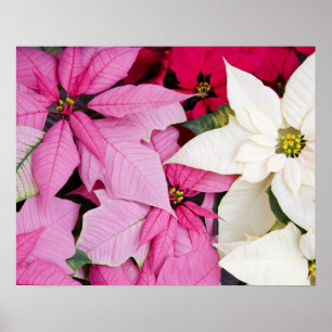 Póster EE.UU., Washington, Woodinville, la guardería de M