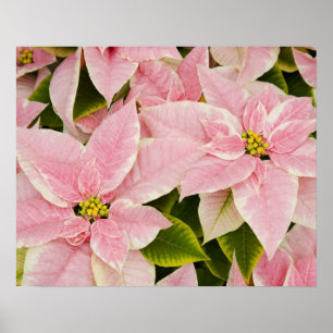 Póster EE.UU., Washington, Woodinville, la guardería de M