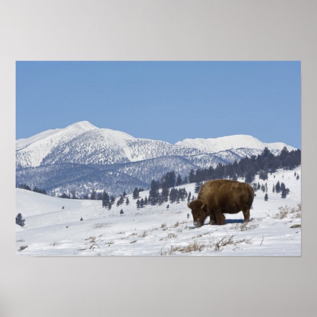 Póster EE.UU., WY, Yellowstone NP, American Bison Bison (Frente)