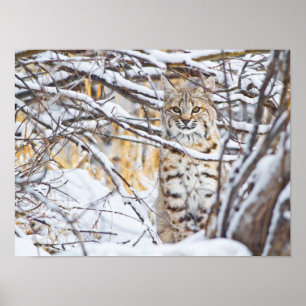 Póster EE.UU., Wyoming, Bobcat sentado en cubierta de nie