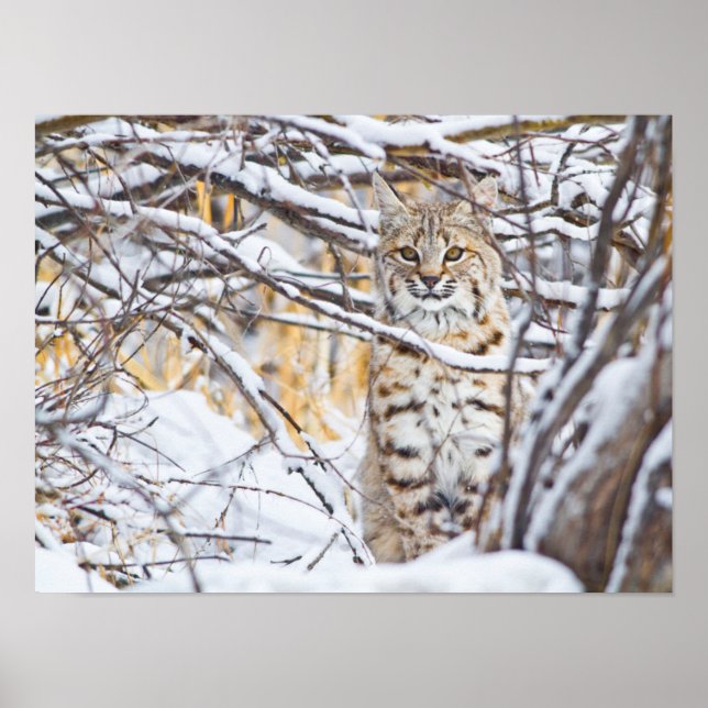 Póster EE.UU., Wyoming, Bobcat sentado en cubierta de nie (Frente)