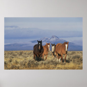 Póster EE.UU., Wyoming, cerca del Grupo Cody de caballos,