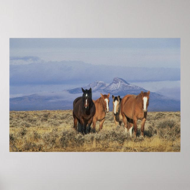 Póster EE.UU., Wyoming, cerca del Grupo Cody de caballos, (Frente)