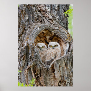 Póster EE. UU., Wyoming, Parque Nacional Grand Teton