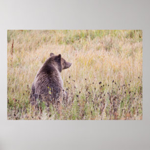 Póster EE. UU., Wyoming, Parque Nacional Yellowstone, Gri