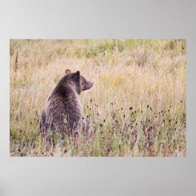 Póster EE. UU., Wyoming, Parque Nacional Yellowstone, Gri (Frente)