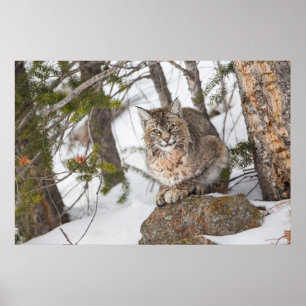 Póster EE. UU., Wyoming, Parque Nacional Yellowstone, Lin