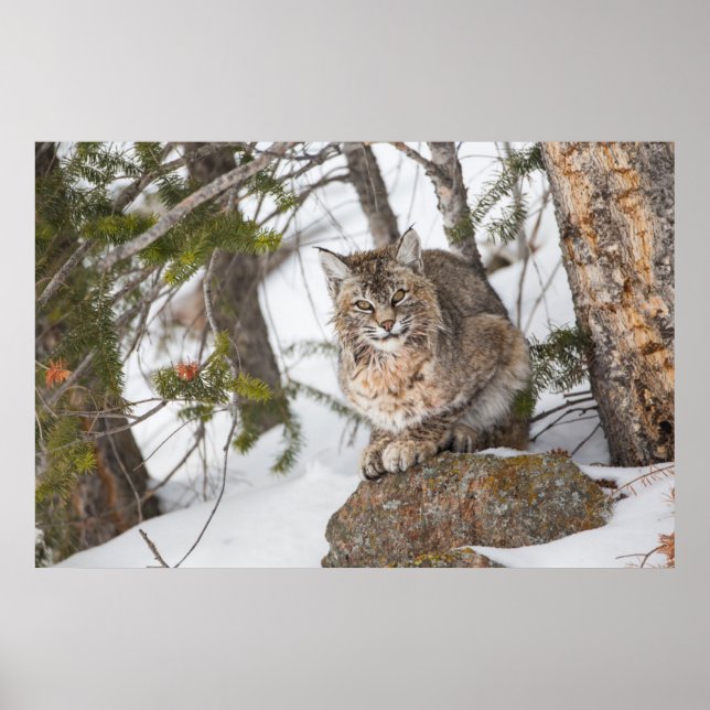 Póster EE. UU., Wyoming, Parque Nacional Yellowstone, Lin (Frente)