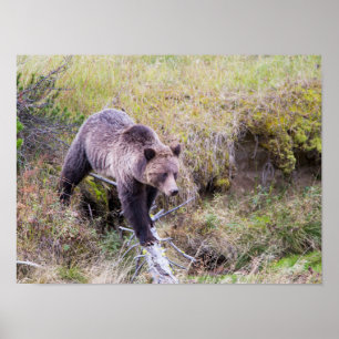 Póster EE. UU., Wyoming, Parque Nacional Yellowstone, Oso