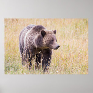 Póster EE. UU., Wyoming, Parque Nacional Yellowstone, Oso