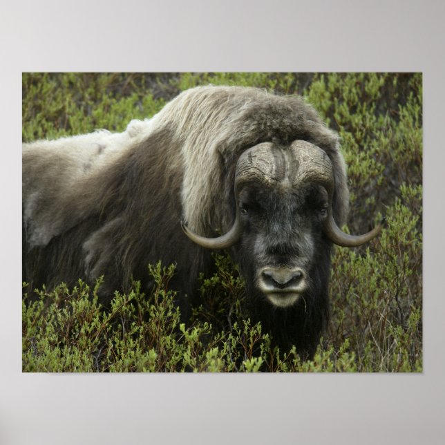Póster EEUU, Alaska, Nome. Cierre del buey almizclero (Frente)