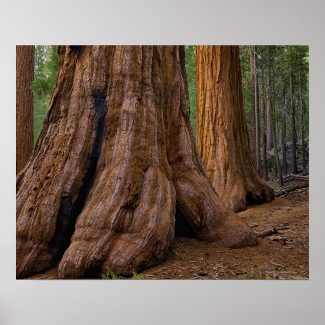 Póster EEUU, California, árbol de secuoyas gigantes (Frente)