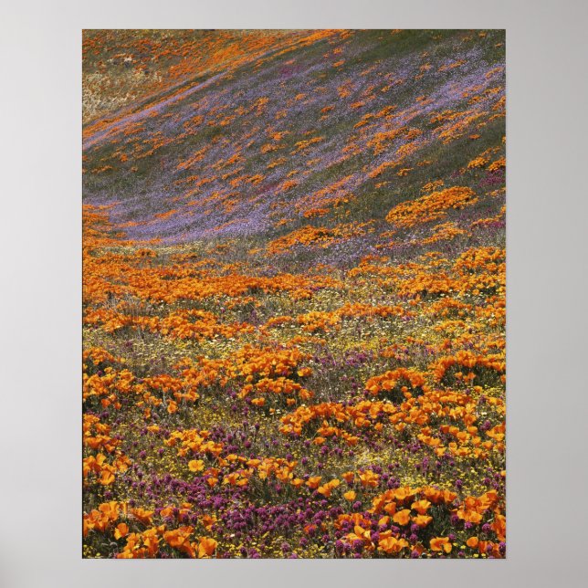 Póster EEUU, California, Montañas Tehachapi, 2 (Frente)