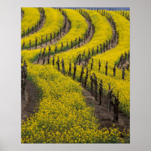 Póster EEUU, California, Valle Napa, Los Carneros Ava.