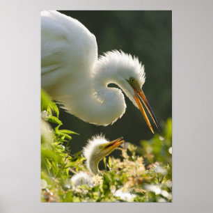 Póster EEUU, Florida, St. Augustine, granja de lagartos