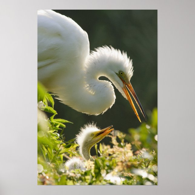 Póster EEUU, Florida, St. Augustine, granja de lagartos (Frente)