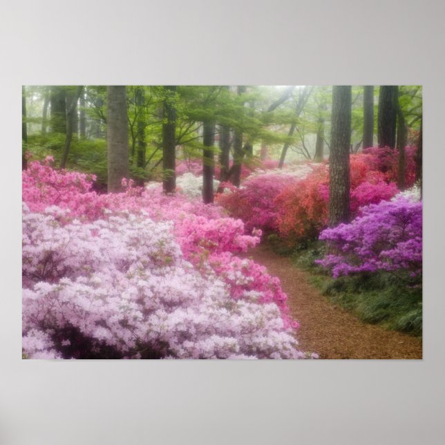 Póster EEUU; Georgia; Montaña Pina. Azaleas at (Frente)