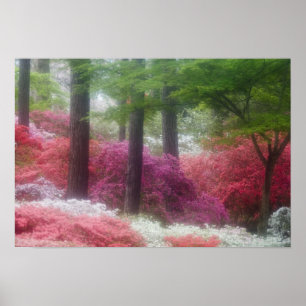 Póster EEUU; Georgia; montaña Pine. Azaleas at