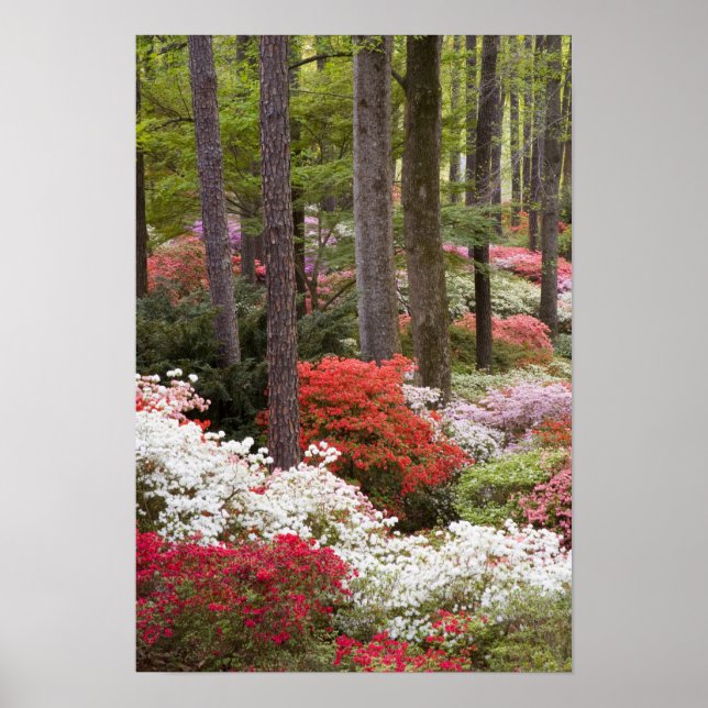 Póster EEUU, Georgia, Montaña Pine. Un bosque de (Frente)