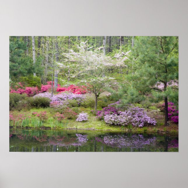 Póster EEUU, Georgia, Montaña Pine. Una mezcla de (Frente)