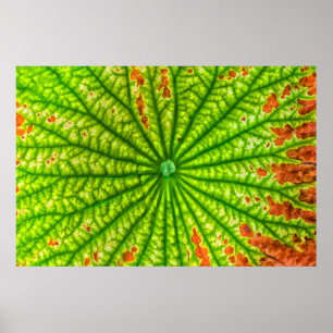 Póster EEUU, Georgia, Savannah, Cierre De Lotus Leaf