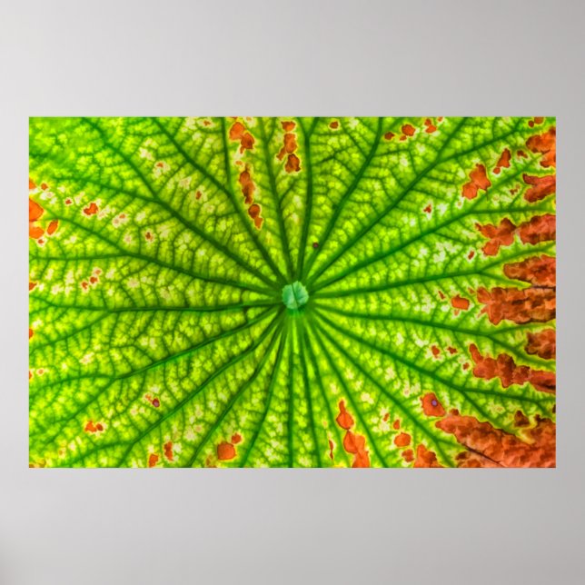 Póster EEUU, Georgia, Savannah, Cierre De Lotus Leaf (Frente)