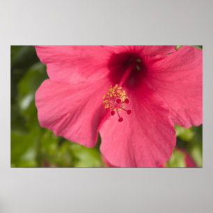 Póster EEUU, Hawai, Kauai, Hibiscus