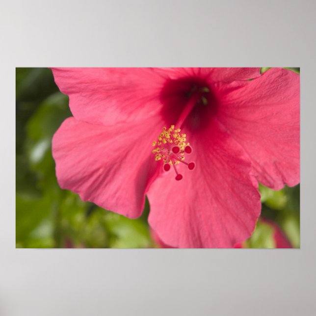 Póster EEUU, Hawai, Kauai, Hibiscus (Frente)