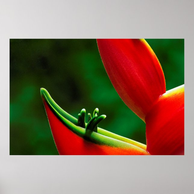Póster EEUU, Hawaii, Hilo. Heliconia (Frente)