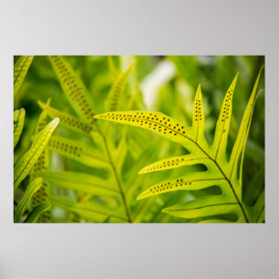 Póster EEUU, Hawaii, Isla Grande. Fern verde tropical