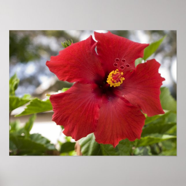 Póster EEUU, Hawaii, Oahu. El Hibiscus es el (Frente)