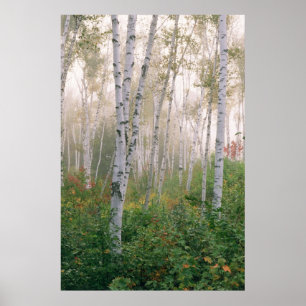 Póster EEUU, New Hampshire. Árboles de aves limpiando nie