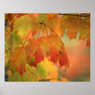 Póster EEUU, noreste, Maple deja en lluvia. Crédito como: